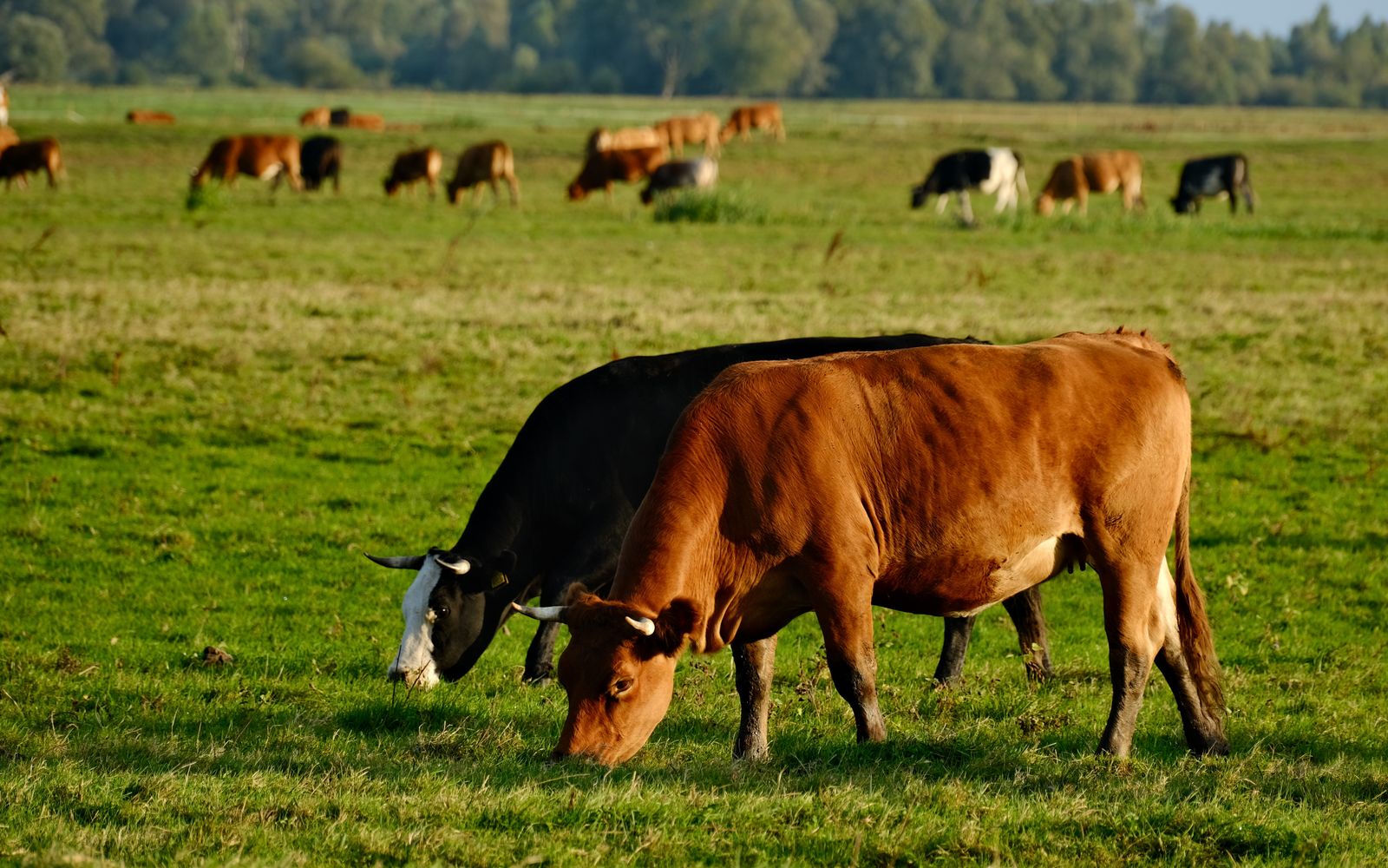 Rebanho bovino em pastagem, atividade pecuária representada por sindicato rural